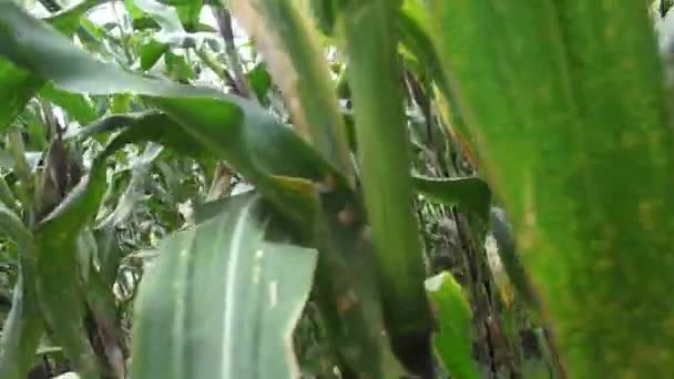 Kukuřice, plodiny, řádky kukuřice, stopky — Stock video