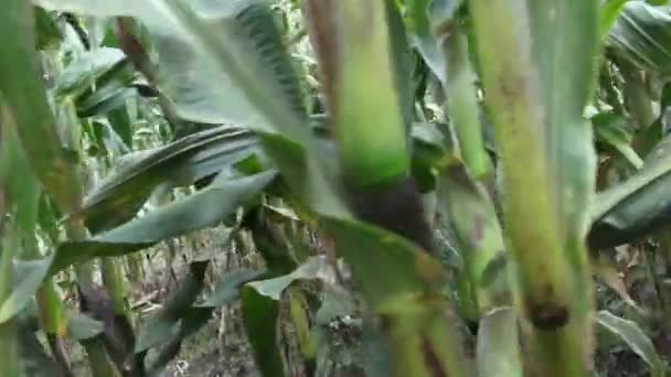 Кукурудза, культур, рядки кукурудзи, стебла — стокове відео