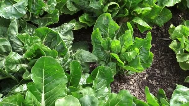 Vegetable Plants, Leaves, Foliage, Nature — Stock Video