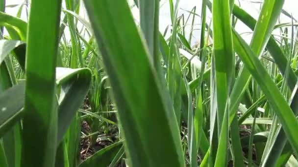 Gemüsepflanzen, Blätter, Laub, Natur — Stockvideo