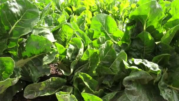 Vegetable Plants, Leaves, Foliage, Nature — Stock Video