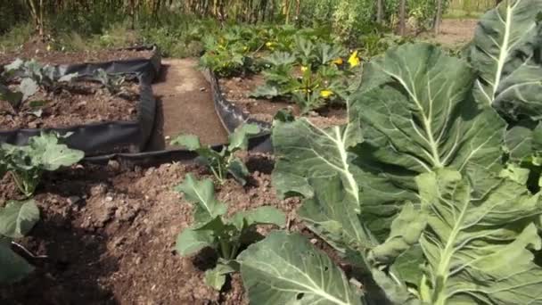 蔬菜植物，叶子，叶子性质 — 图库视频影像