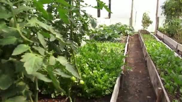 Invernadero, Plantas, Verduras, Agricultura — Vídeo de stock