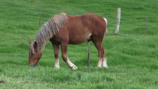 Paard grazen, paarden, landbouwhuisdieren — Stockvideo