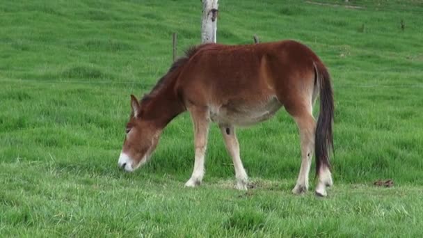 Pastoreo de Caballos, Caballos, Animales de Granja — Vídeo de stock