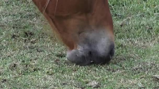 Paard grazen, paarden, landbouwhuisdieren — Stockvideo