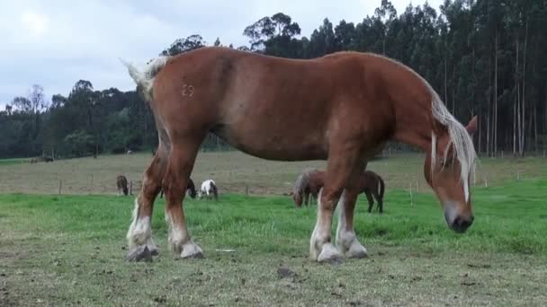 Выпас лошадей, лошадей, сельскохозяйственных животных — стоковое видео