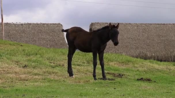 Pony, miniaturní koně, koně, hospodářská zvířata — Stock video
