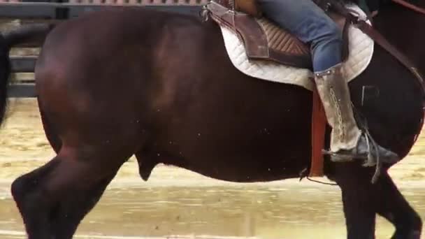 Jazda konna, konie, zwierzęta — Wideo stockowe