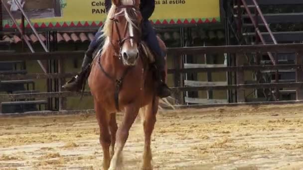 Jazda konna, konie, zwierzęta — Wideo stockowe