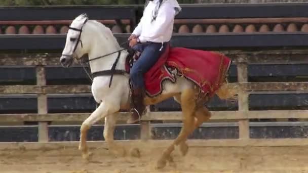 Cabalgatas, Caballos, Animales — Vídeos de Stock