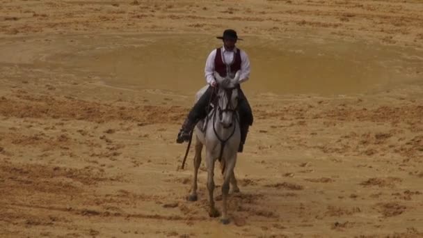 Passeios Cavalo Cavalos Animais — Vídeo de Stock