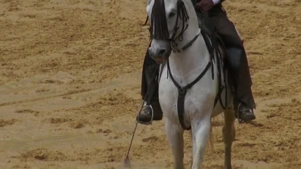 Équitation, Chevaux, Animaux — Video