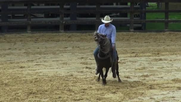 Cabalgatas Caballos Animales — Vídeos de Stock