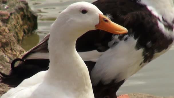 Gansos, Aves, Animales, Naturaleza, Vida silvestre — Vídeo de stock