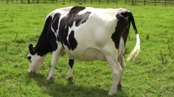 放牧、 奶牛、 黄牛、 农场动物 — 图库视频影像