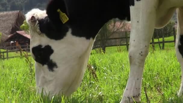 放牧、 奶牛、 黄牛、 农场动物 — 图库视频影像