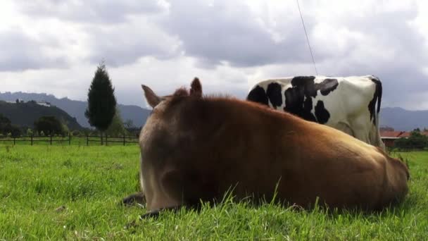 Vacas, pastagens, pastagens, fazendas — Vídeo de Stock