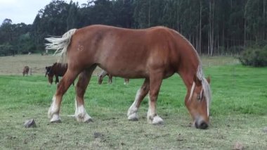 Otlatma, at, çiftlik hayvanları at