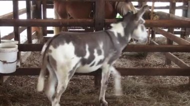 Eşek pacing, katırlar, çiftlik hayvanları