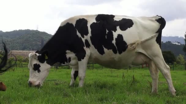 Grazing, Vacas, Gado, Animais de Fazenda — Vídeo de Stock