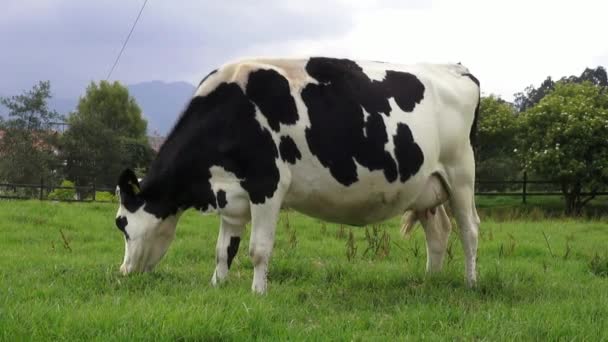 Pastoreo, Vacas, Ganado, Animales de Granja — Vídeo de stock