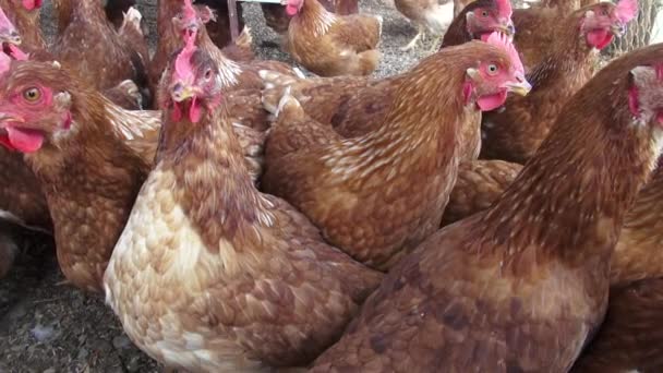 Gallinas Marrones, Pollos, Aves, Animales — Vídeos de Stock