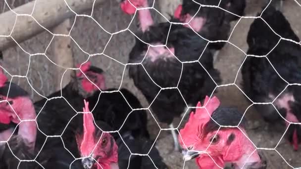 Caged Hens, Chickens, Animal Rights — Stock Video