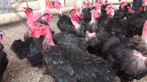 Black Hens, Chickens, Birds, Animals — Stock Video