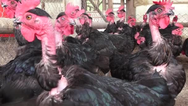 Black Hens, Chickens, Birds, Animals — Stock Video