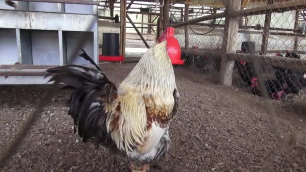 Galos, Aves de capoeira, Galinhas, Aves de caça, Animais — Vídeo de Stock