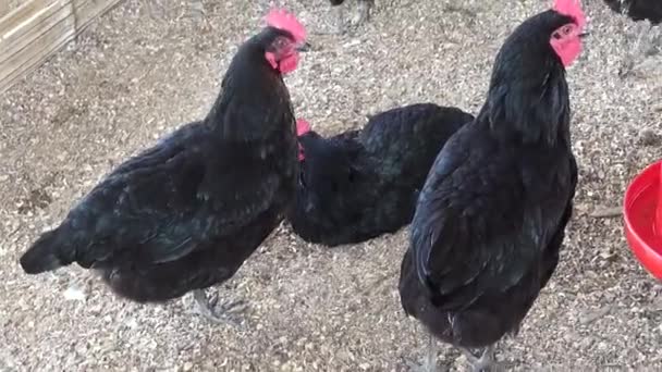 Black Hens, Chickens, Birds, Animals — Stock Video