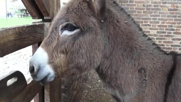 Testa d'asino, muli, animali da fattoria — Video Stock