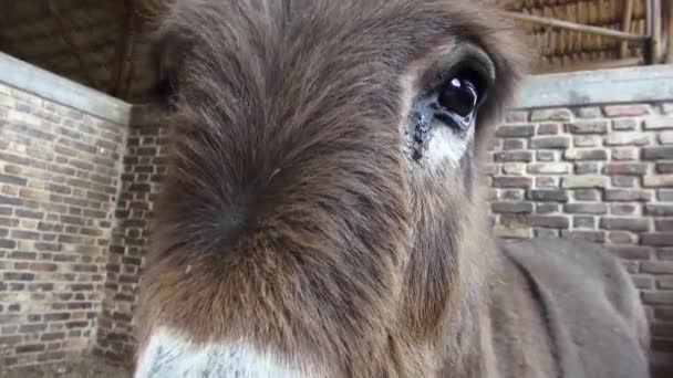 âne Tête Mules Animaux De La Ferme