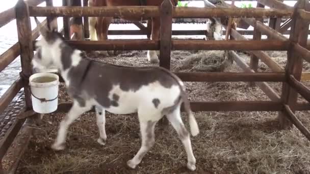 Eşek pacing, katırlar, çiftlik hayvanları — Stok video