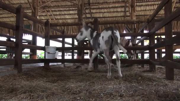 Burro Paseando, mulas, animales de granja — Vídeo de stock