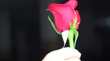 Çiçekler, çiçekli bitkiler, doğa