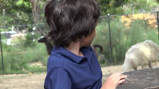 Preteen latinamerikansk gutt i dyrehagen – stockvideo