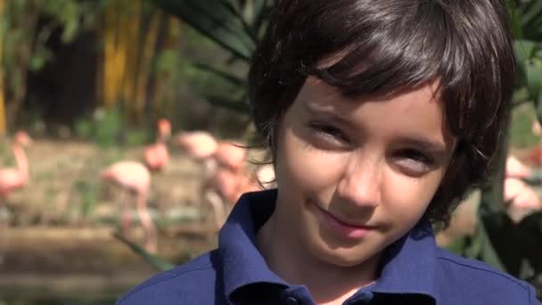 Preteen αγόρι κοντά φλαμίνγκο στο φυσικό καταφύγιο — Αρχείο Βίντεο