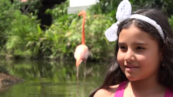 Kinder in der Nähe von Flamingos — Stockvideo