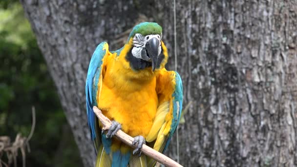 Wild Parrot on Perch — Stock Video