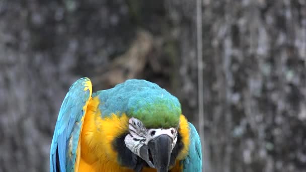 Wild Parrot on Perch — Stock Video