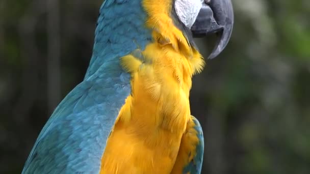 Wild Parrot on Perch — Stock Video