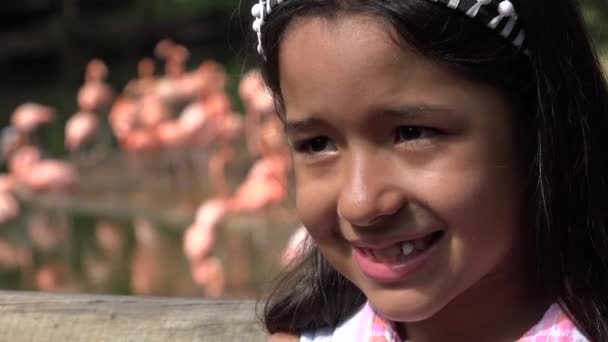 Niños cerca de Flamingos — Vídeo de stock