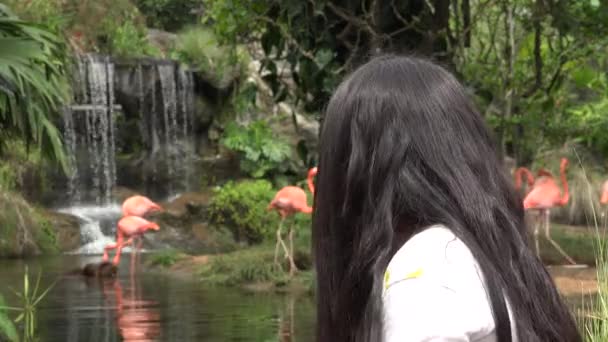 Дівчина біля водоспаду і фламінго — стокове відео