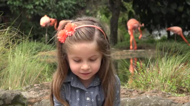 Glada barnet nära Flamingos — Stockvideo