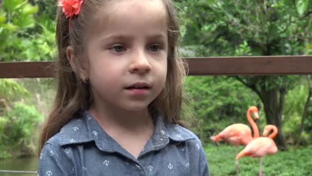 Criança feliz com Flamingos — Vídeo de Stock