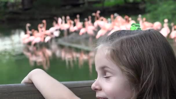 Cabello largo de chica en el zoológico — Vídeos de Stock