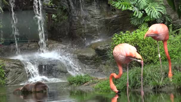 Flamingo dricksvatten — Stockvideo