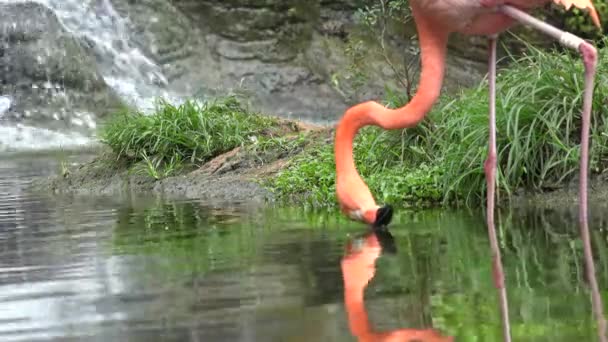 Flamingo dricksvatten — Stockvideo